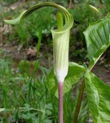 ARUM TRIPHYLLIM